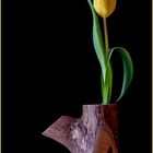 Tulpe