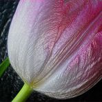 Tulpe