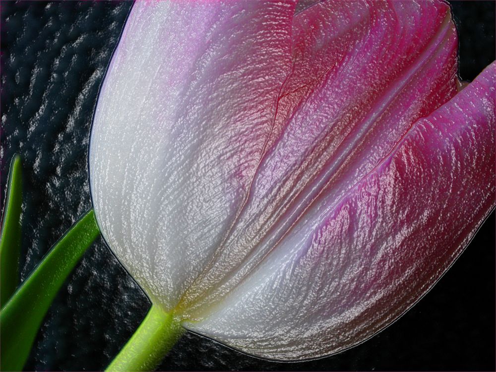 Tulpe