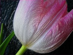 Tulpe