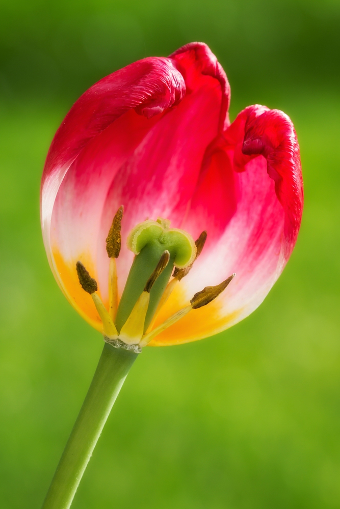 Tulpe