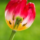 Tulpe