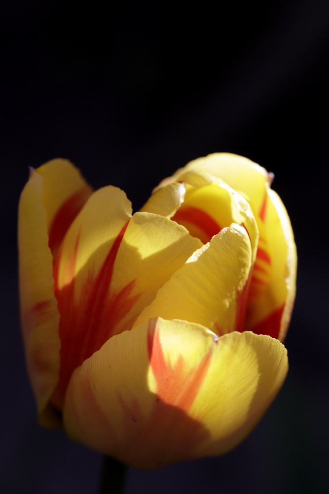 Tulpe