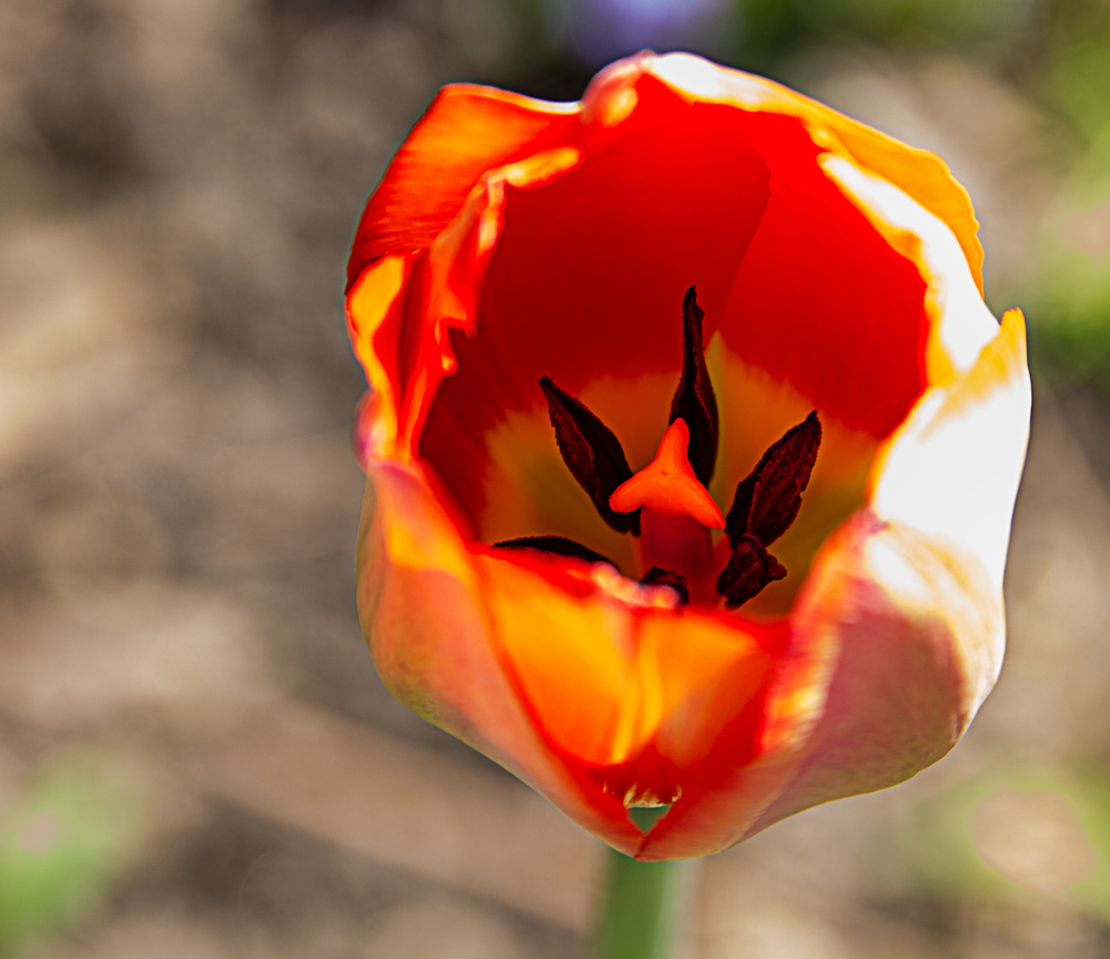 Tulpe