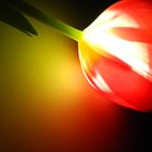 tulpe