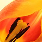 Tulpe