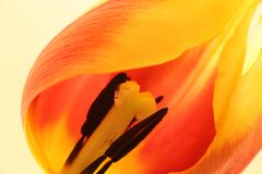 Tulpe