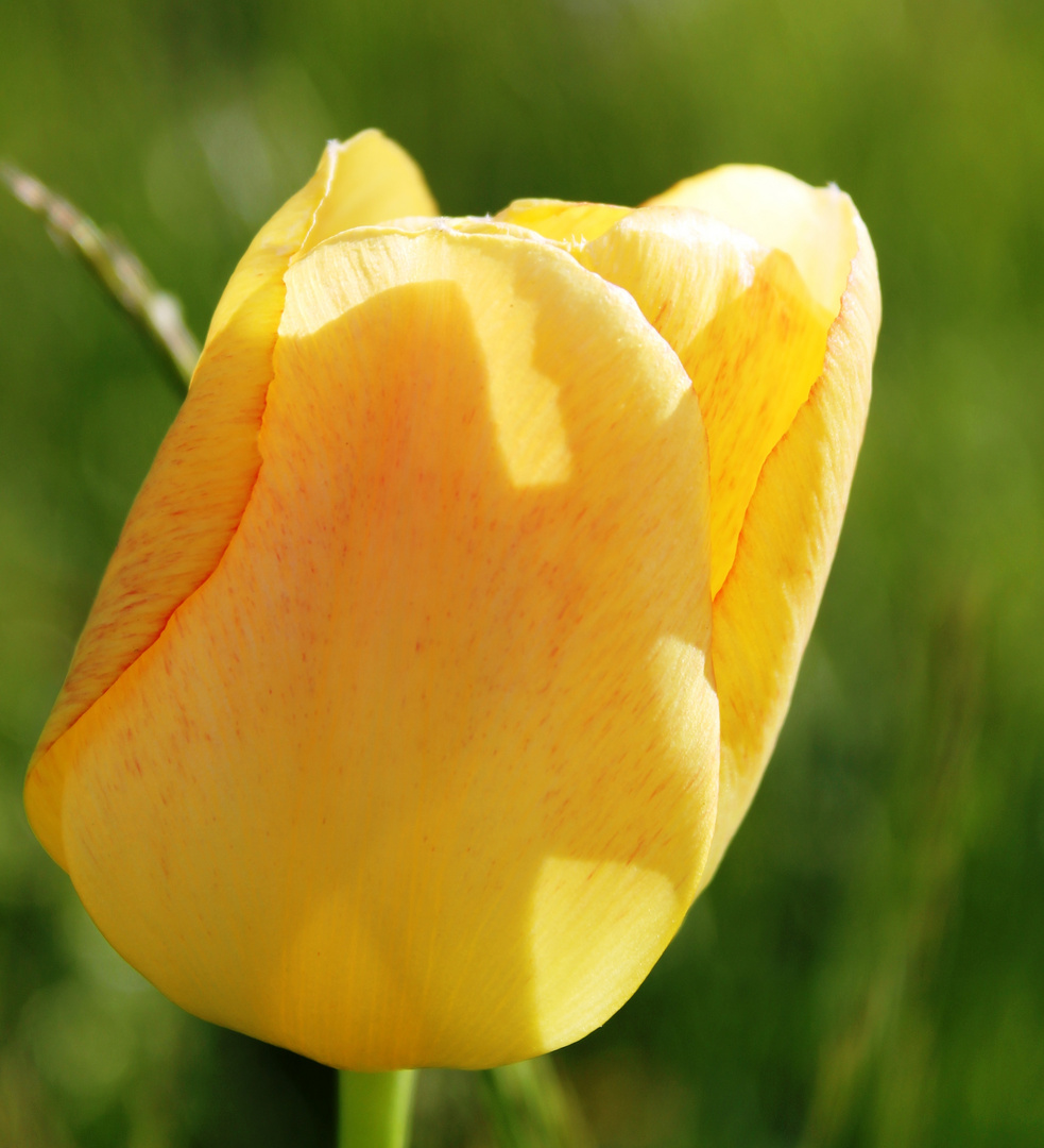 Tulpe