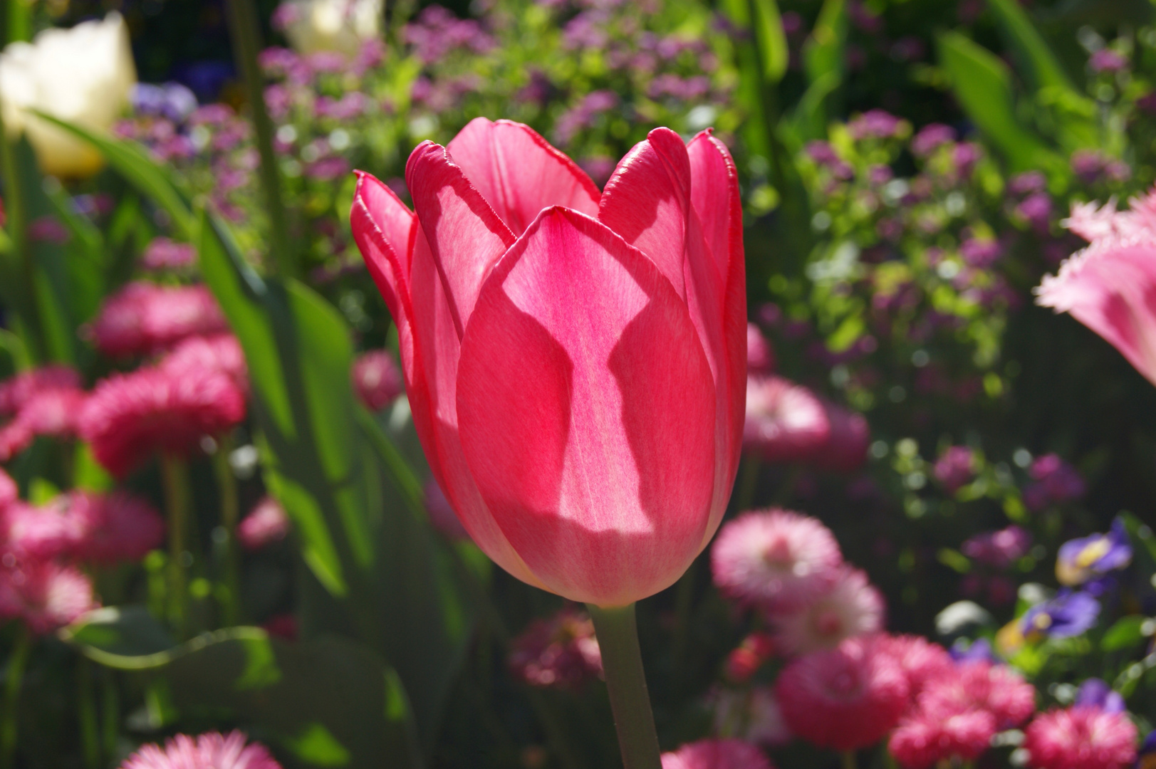 Tulpe