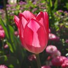 Tulpe