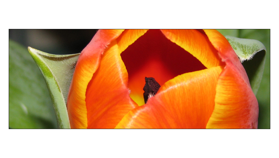 Tulpe