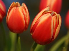 Tulpe