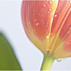 Tulpe