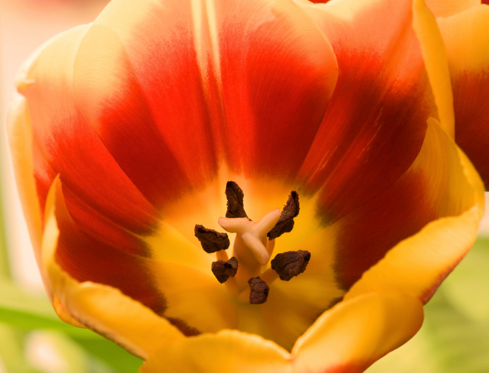 Tulpe