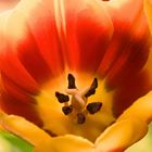 Tulpe