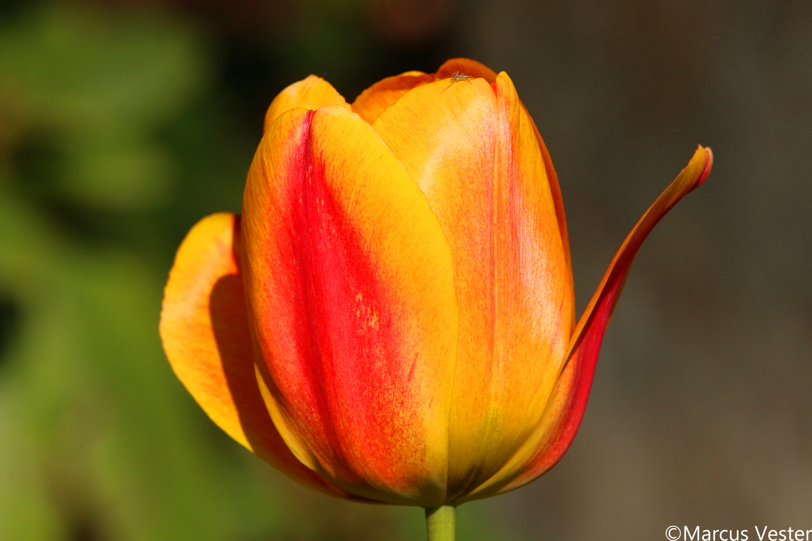 Tulpe