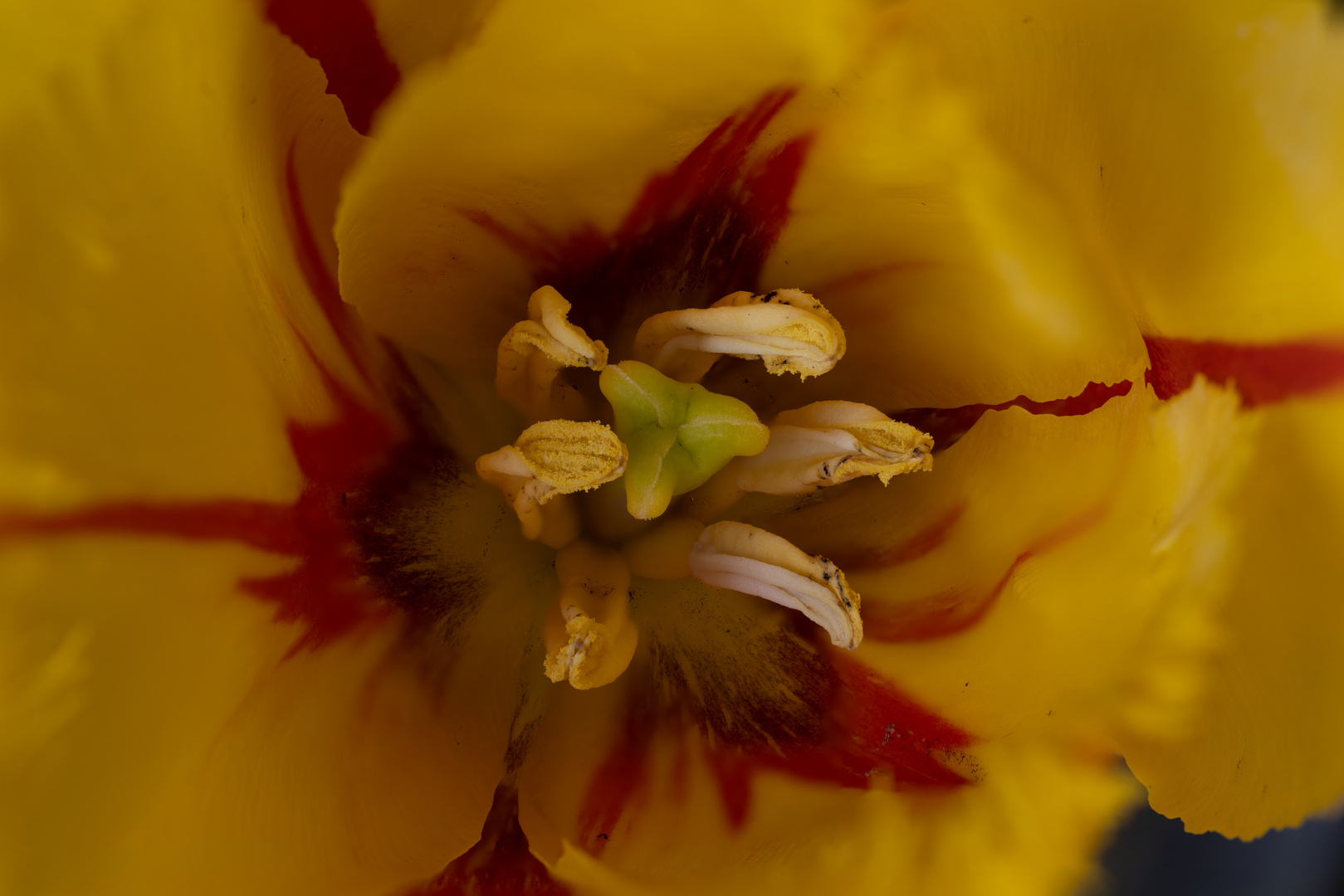 Tulpe