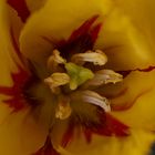 Tulpe