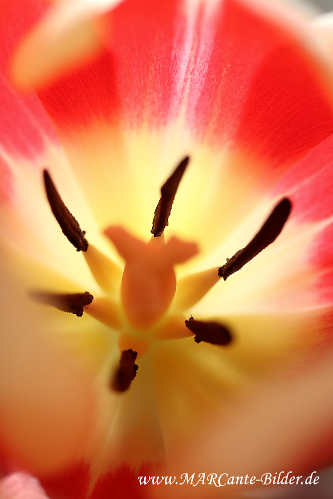 Tulpe