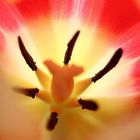 Tulpe