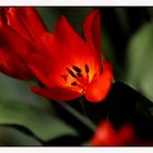 Tulpe