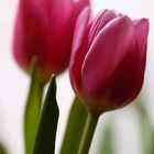 Tulpe