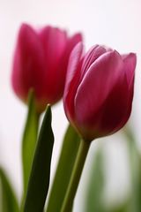 Tulpe