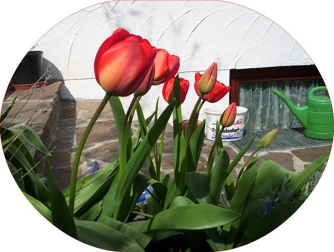 Tulpe