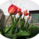 Tulpe