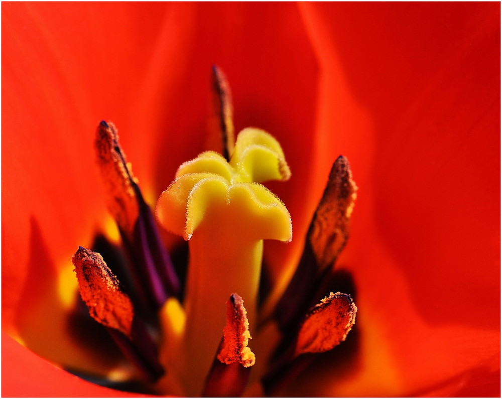 Tulpe