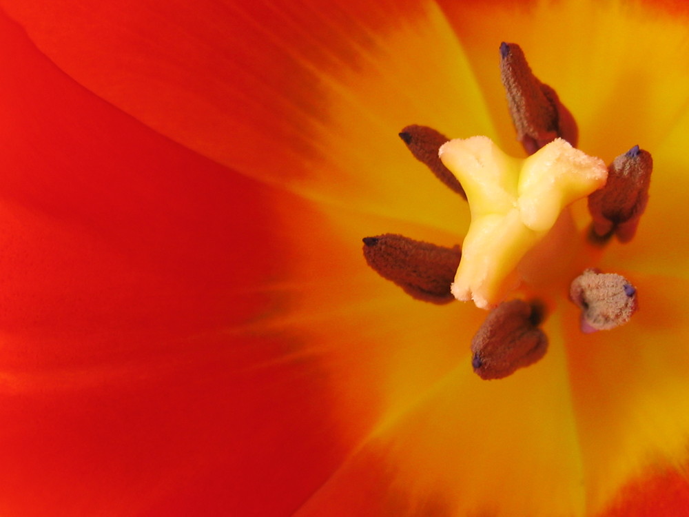 Tulpe