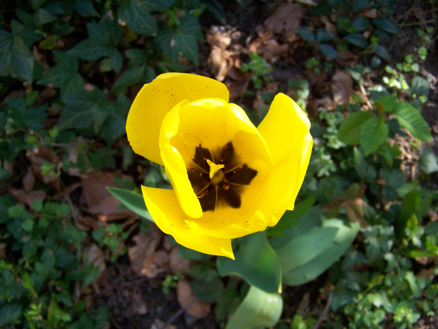 Tulpe