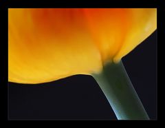 Tulpe