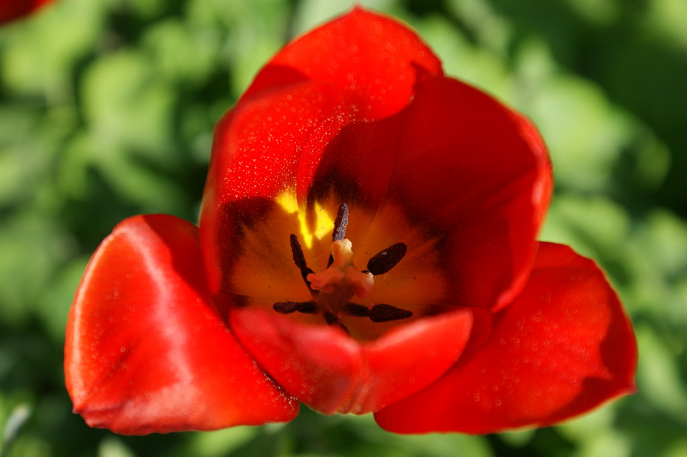 Tulpe