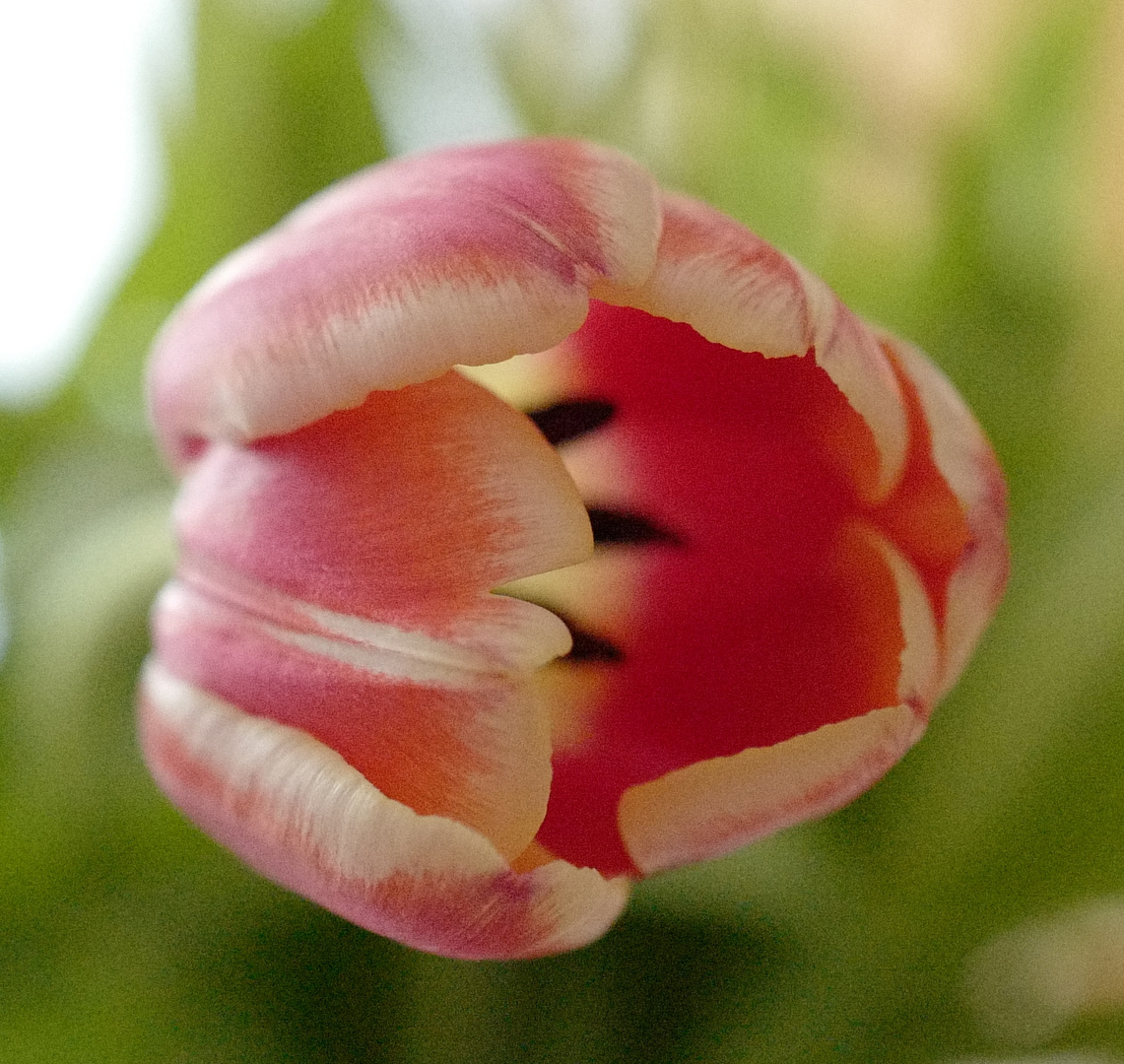 Tulpe