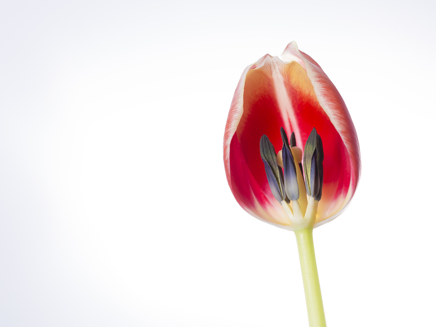 Tulpe