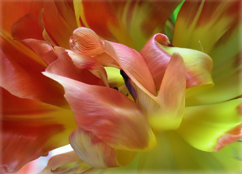 Tulpe