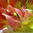 Tulpe