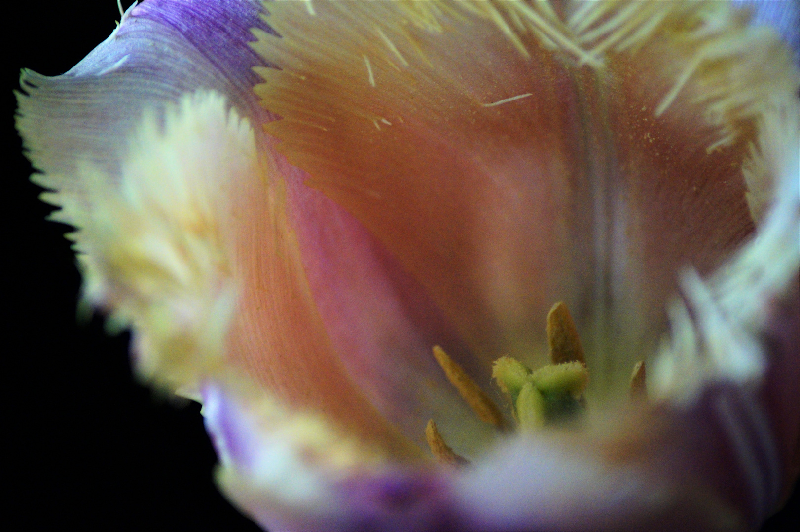 Tulpe