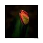 TULPE