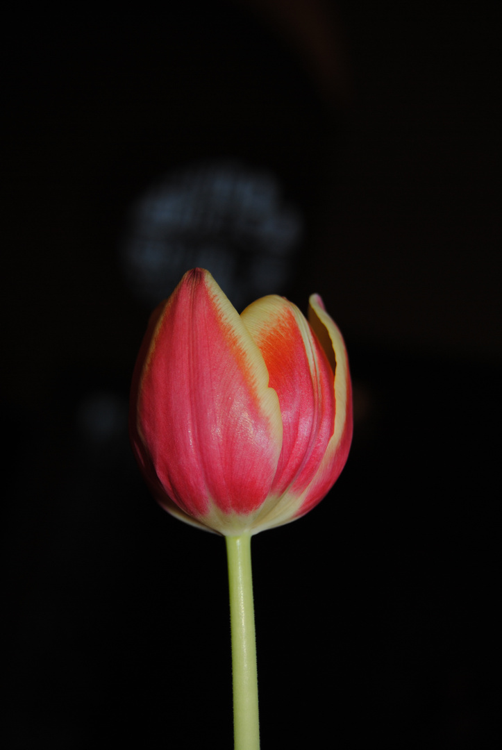 Tulpe