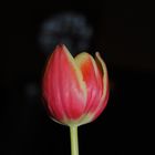 Tulpe