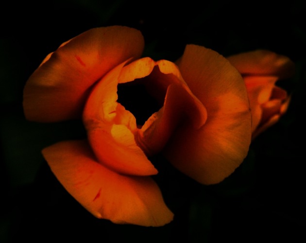 Tulpe der Nacht