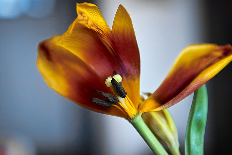 Tulpe der Vergangenheit