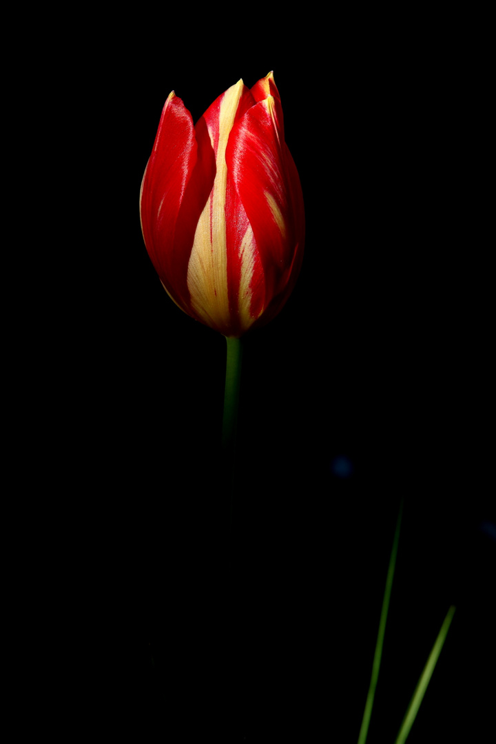 Tulpe des Abends