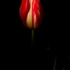 Tulpe des Abends