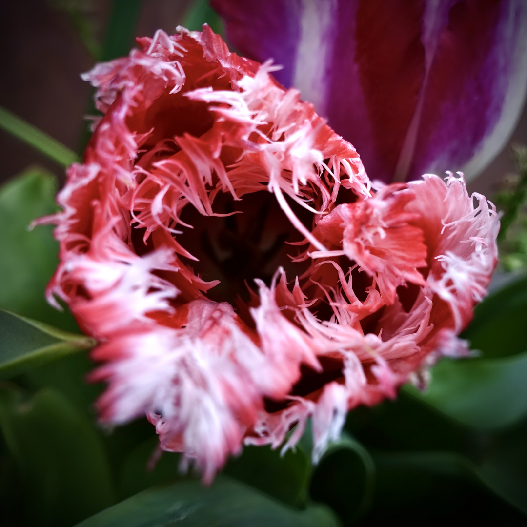 Tulpe des Jahres