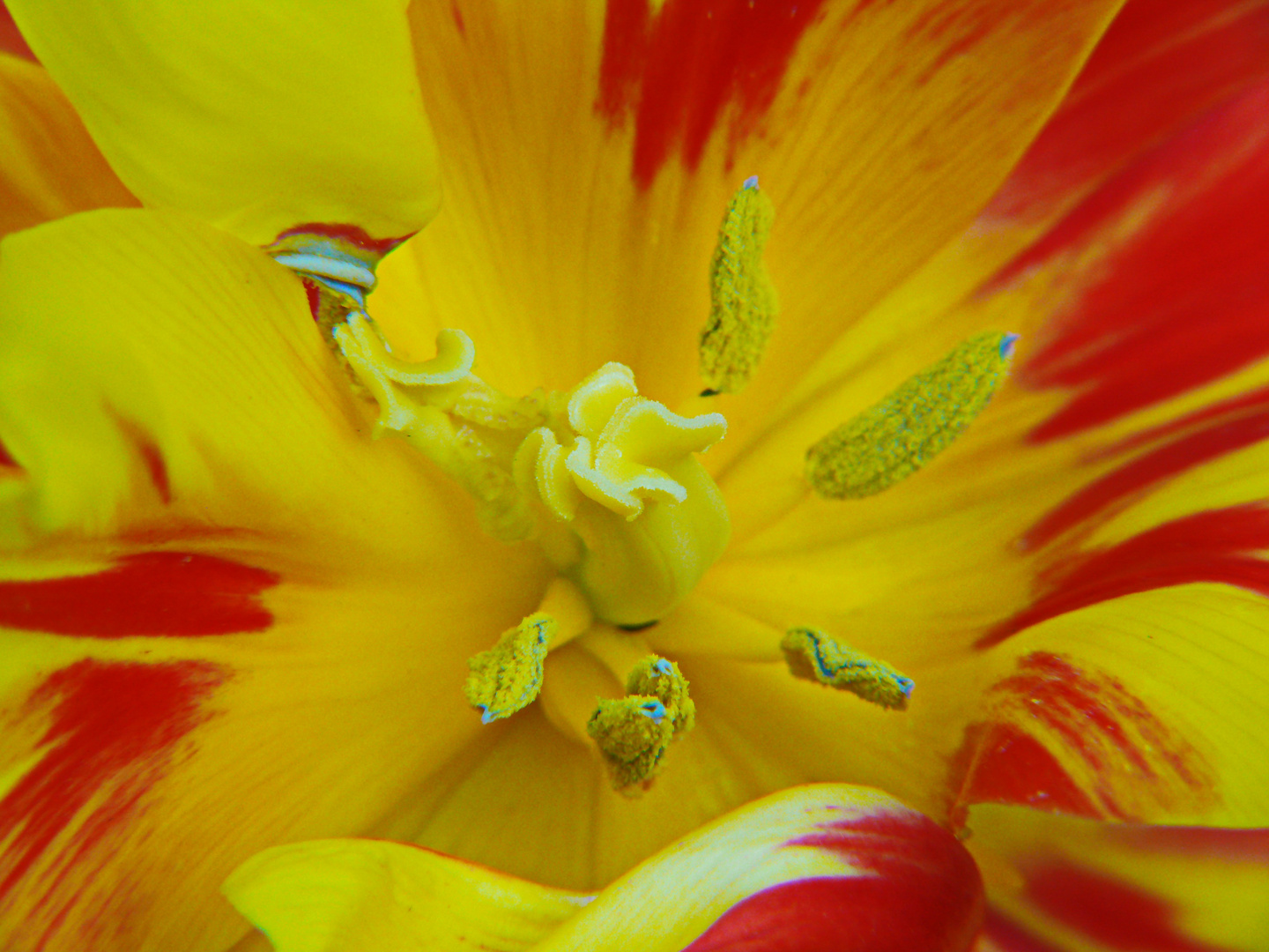 Tulpe- Detail