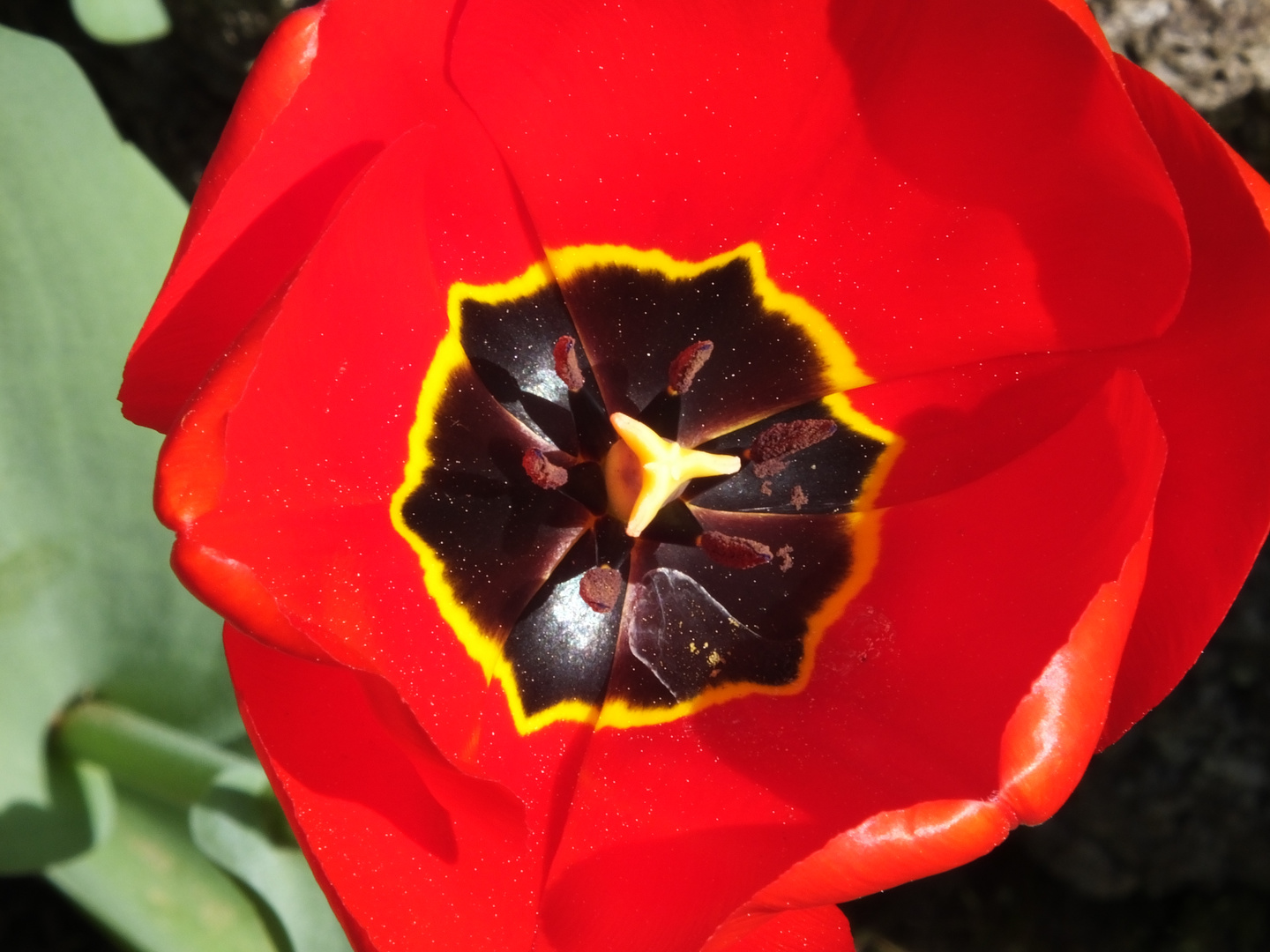 Tulpe Detail