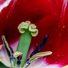 Tulpe Detail